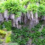 From Planting to Flowering: When Does Wisteria Bloom?